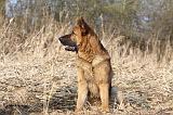 BERGER ALLEMAND 866